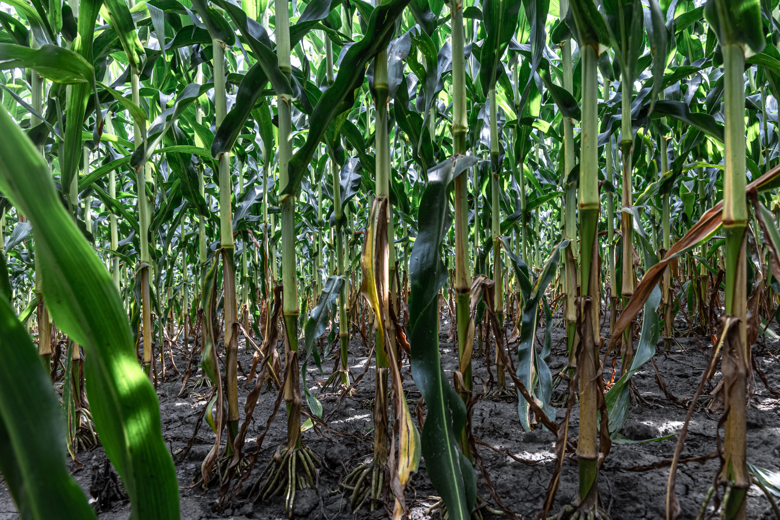 Impact of climate change on sugarcane fields with statistical data