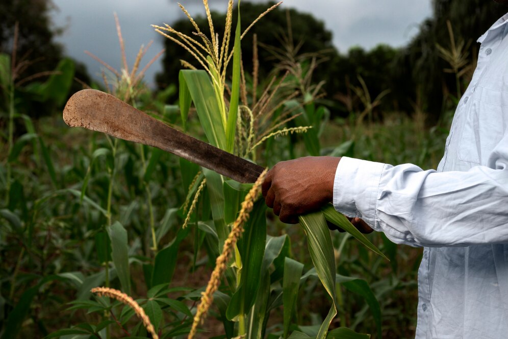 The Collapse of the Sugar Cultivation in Cuba